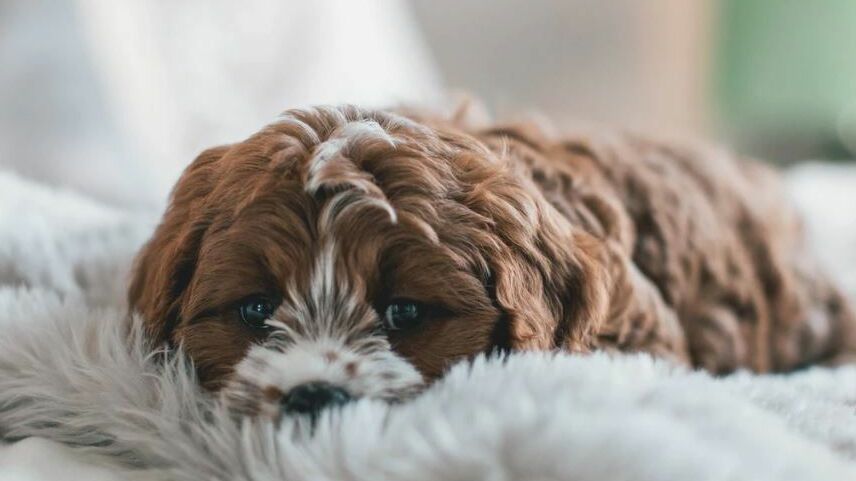 Dog Laying Down