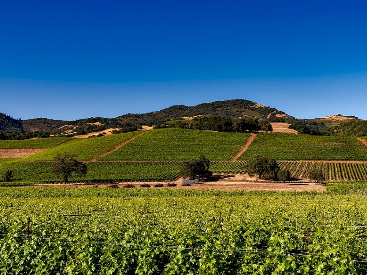 The image shows a scenic landscape of green vineyards under a clear blue sky with rolling hills in the background.