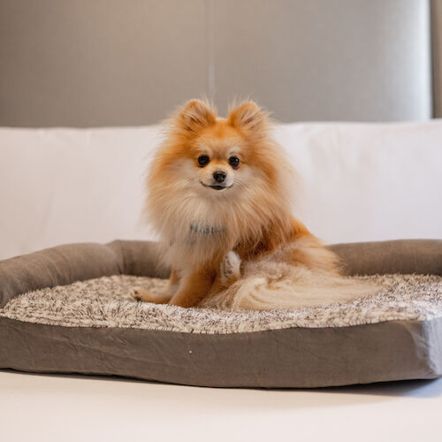 A fluffy Pomeranian dog sits on a cozy pet bed atop a white bed with a headboard and pillows.