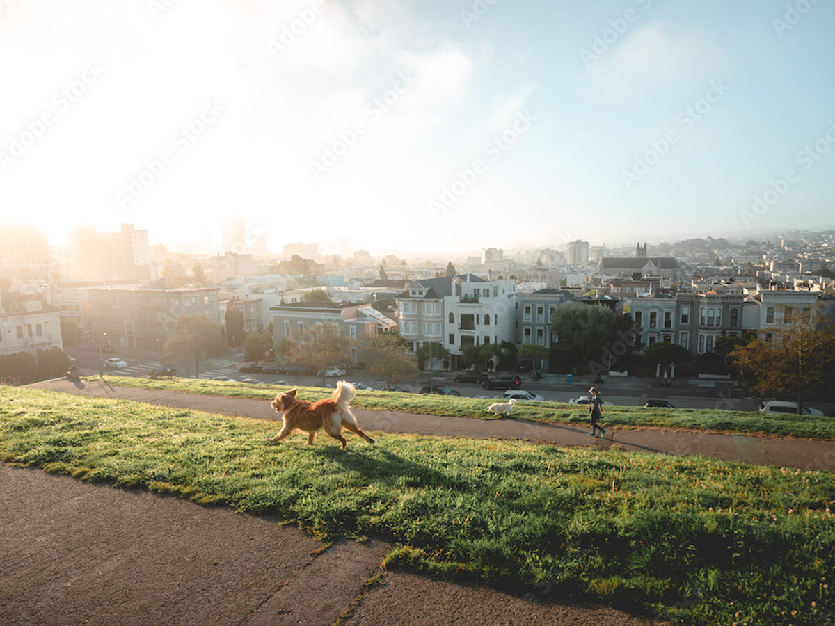 A dog running on a grassy hill with a city skyline in the background during sunrise or sunset, with a person nearby.