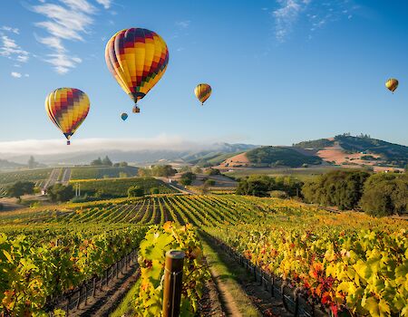 Colorful hot air balloons float over rolling vineyards and misty hills under a bright blue sky in Napa Valley near San Francisco