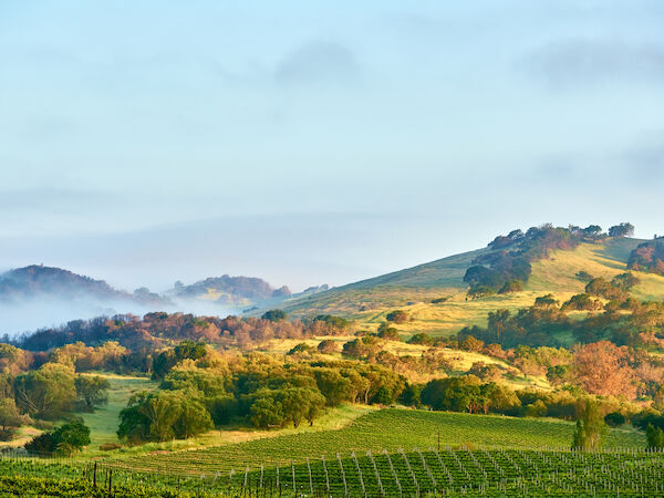 Rolling green hills and vineyards stretch under a cloudy blue sky, with mist in the valleys and warm sunlight on trees.
