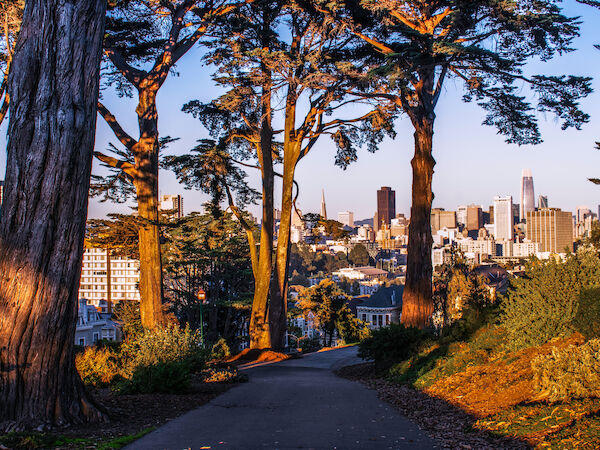 Tall trees fill the foreground while a city skyline with skyscrapers glows in the distance under a bright sky.