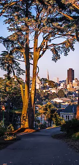 Tall trees frame a sunset city skyline with high-rise buildings in the distance over a quiet park path.